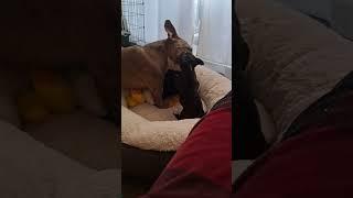 SASSY STAFFY PUPPY Fights her American Bully Brother #puppy #staffy #puppylife