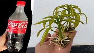 NEW TECHNIQUE to propagate mango by fruit and bark with coca cola for super fast growth