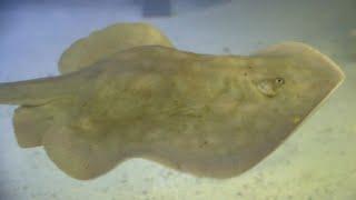Stingray possibly impregnated by shark about to give birth at NC aquarium