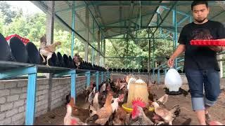 Ayam kampung rutin harian penternak ayam kampung asli dan memungut telur