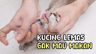 Penanganan Kucing Yang Lemas dan Tidak Mau Makan