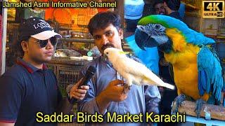 Saddar Unique and Rare Parrots and Exotic Birds Market Karachi  سوق الببغاوات الجميلة والنادرة