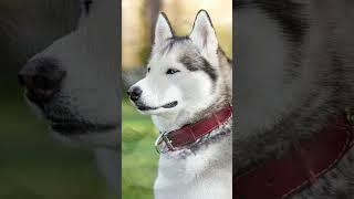 10 Things You Didn’t Know About the Siberian Husky #shorts