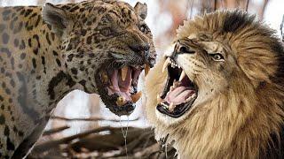 Ягуар против льва  Кто сильнее лев или ягуар?