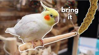 Taming Your Wild Cockatiel The Trick You Need To Know