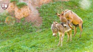 Such a meeting of donkeys Perhaps you have not seen quickly look. Jule