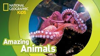 Giant Pacific Octopus   Amazing Animals