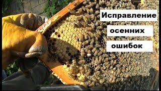 Ограничение матки на меду - что получилось ?