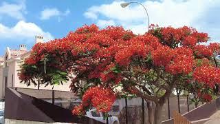 San Fernando..wohnen..Calle Alejandro del Castillo