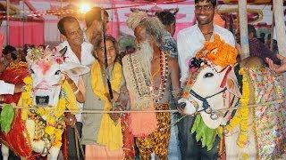 Cow Wedding Sacred Cow And Bull Are Married In India