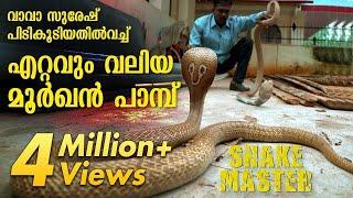 Wow  Vava Suresh rescues Largest Cobra ever  Snakemaster   Latest episode