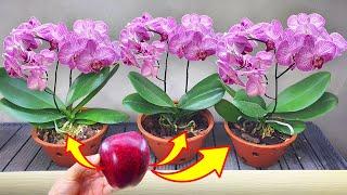 Just apply this method the Faded Orchids will Immediately Bloom all year round