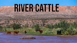 Roping MEAN River Cattle