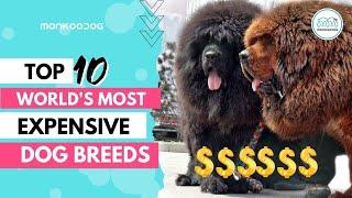 Worlds Most Expensive Dog Breeds to buy in 2020