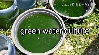 Green water culture tutorial. phytoplankton culture. 100% success rate.