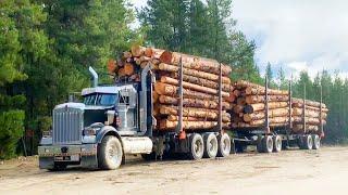 Автопоезда Лесовозы Timber trucks