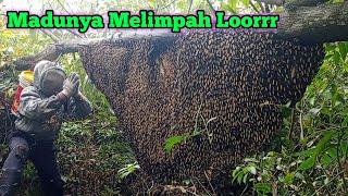 Sarang TerindahRendahMadu Berlimpah #lebah #madu #hutan #alam #panenmadu #maduhutan