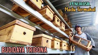 Budidaya Lebah Klanceng Trigona Modern Cara Ternak Lebah Madu