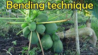 Limang dahilan bakit natin patumbahin ang Papaya. Five important reason of bending Papaya.