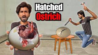 OMG Ostrich Ke Egg Main Se Kya Nikla? 