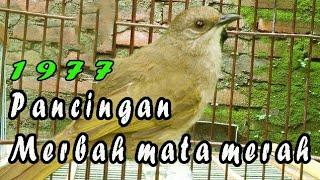 Merbah belukar mata merah gacor mp3Olive-winged Bulbul call.