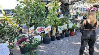  Asian Farmers Market Icot Blvd at Clearwater Florida  USA 2024