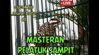 Masteran pelatuk sampit buat cucak ijo dan murai batu dll.....