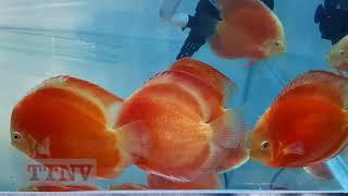 Tuyển cá dĩa đẹp Cá Dĩa Red Albino - Discus Fish