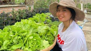 Grow vegetables in the garden near the kitchen easy to harvest