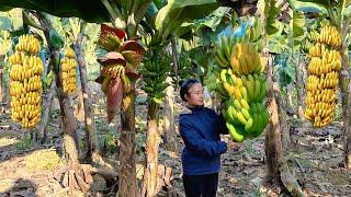 Harvesting bananas to sell at the market - Banana processing process
