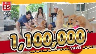 น่ารัก ขี้เล่น Golden Retriever - เพื่อนรักสัตว์เอ้ย EP.85 12