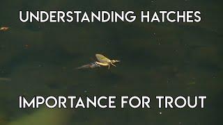 Hatches - Understanding Caddis Mayfly Midge & Stonefly Hatches