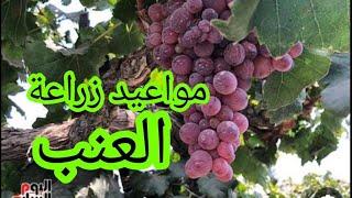 مواعيد زراعة العنب