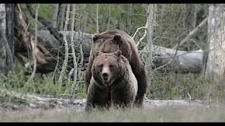 Best Grizzly Bear Mating-Wildlife Photography-Jackson HoleGrand Teton National ParkYellowstone