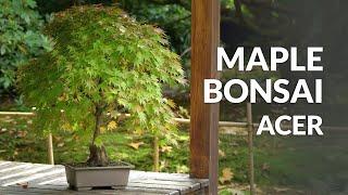 Japanese Maple Bonsai care Acer palmatum