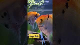 Angel fish and red eye tetras #angelfish #redeyetetras