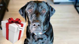My Dog Unwraps Christmas Presents
