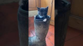 Kitten In Boot #shorts
