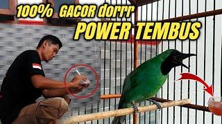 AGAR CUCAK IJO GACOR POWER TEMBUS Begini TRIKNYA‼️