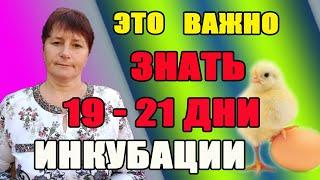 Это ВАЖНО знать последние дни инкубации. Зная об этом цыплята не погибнут.