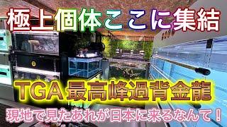 【熱帯魚マニア宅訪問】現地でみたあの魚が日本に！TGA最高峰過背金龍など極上個体が集まる秘密基地！藍底過背金龍！バガンサマック、クレンブルー、セラマ、アルポンガス、原種血統過背金龍