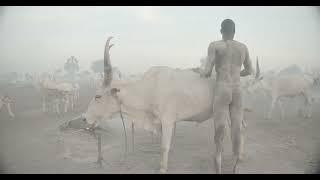 Mundari tribe man covering his cow in ash to repel flies and mosquitoes South Sudan