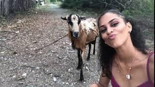 Goat Headbutts Girl Trying to Take Selfie With It - 1061714