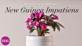 Everything You Need to Know About New Guinea Impatiens  Plant Encyclopedia  Better Homes & Gardens