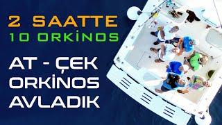 2 SAATETE 10 ORKİNOS AVLADIK  İSTAVRİT GİBİ ORKİNOS AVLADIK  SEFERİHİSAR ORKİNOS AVI