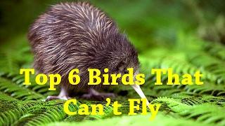 Top 6 Birds That Can’t Fly - List Of Flightless Birds