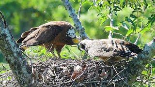 大冠鷲-育雛Crested Serpent Eagle-Feeding Chick