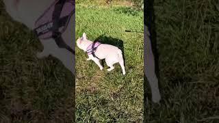 Taking a French bulldog for a walk #insta360x4 #360camera