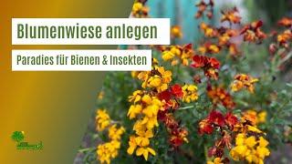 Ein Paradies für Bienen und Insekten   So einfach legt man eine Blumenwiese Blumenweide an