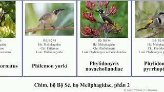 Chim bộ Bộ Sẻ họ Meliphagidae phần 2 myzomela philemon xanthotis phylidonyris bird niger flava